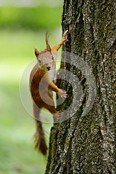 Squirrel sitting on a tree