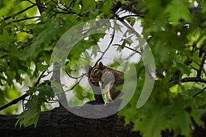 Squirrel sitting on tree branch