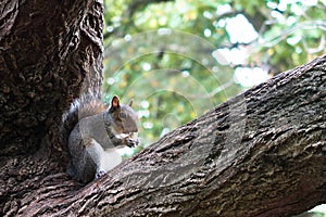 Squirrel sitting on a tree branch in the London park