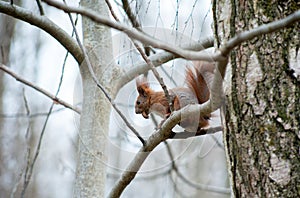 squirrel sitting on tree branches, gnawing a nut