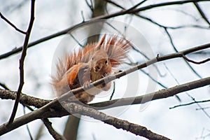 squirrel sitting on tree branches, gnawing a nut in the park