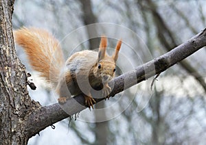 Squirrel sitting on a tree in a city park