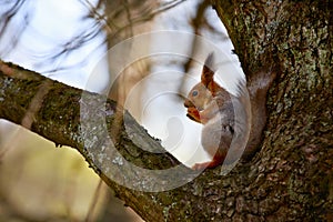 Squirrel sitting on the tree and eating a nut.