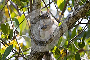 A squirrel sitting in a tree and eating a peanut