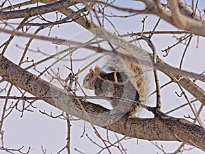 Squirrel sitting in a tree - Sciuridae