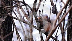 A squirrel sitting in the tree. Sciurus vulgaris, a small rodents in nature