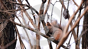 A squirrel sitting in the tree. Sciurus vulgaris, a small rodents in nature