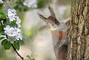 Squirrel sitting on a tree in a sunny spring garden among white apple blossoms