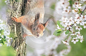 Squirrel sitting on a tree in a sunny spring garden among white cherry blossoms