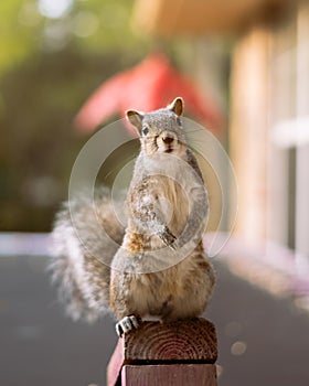 squirrel is sitting on a wood pole outside a building area