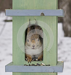 The squirrel in a small house