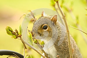Squirrel Smelling Lilac Buds