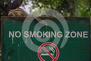 Squirrel on a smoking prohibited sign. Funambulus genus of sciuromorphic rodents of the Sciuridae family known as palm squirrels photo