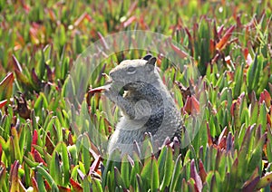 Squirrel Snack