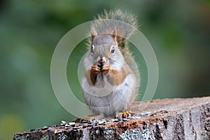 Squirrel Snack Time