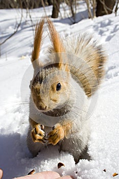 Squirrel on the snow