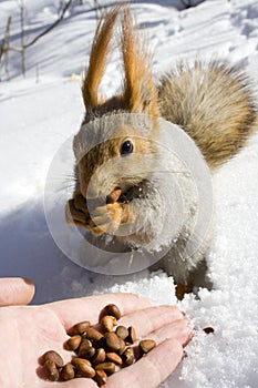 Squirrel on the snow