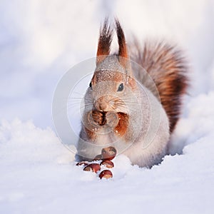 Squirrel on the snow