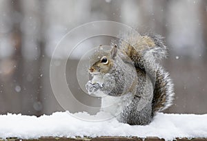 Squirrel in the snow