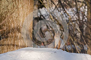 squirrel in the snow near a tree