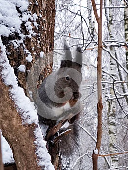 Squirrel. Winter forest. Squirrel east. ÃâÃÂµÃÂ»ÃÂºÃÂ° ÃÂ² ÃÂ·ÃÂ¸ÃÂ¼ÃÂ½ÃÂµÃÂ¼ ÃÂ»ÃÂµÃÂÃÆ. ÃâÃÂµÃÂ»ÃÂºÃÂ° ÃÂ½ÃÂµÃÂ¾ÃÂ±Ãâ¹Ãâ¡ÃÂ½ÃÂ¾ÃÂ³ÃÂ¾ ÃÂ¾ÃÂºÃâ¬ÃÂ°ÃÂÃÂ°
