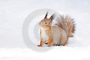 Squirrel snow winter