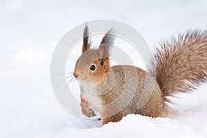 Squirrel snow winter