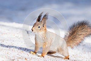 Squirrel snow winter