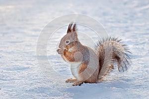 squirrel in the snow in winter