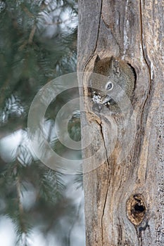 Squirrel with snowy nose sticking out of hole in tree trunk