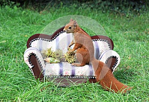 Squirrel on a sofa in summer time