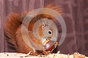 Squirrel on a sofa in summer time