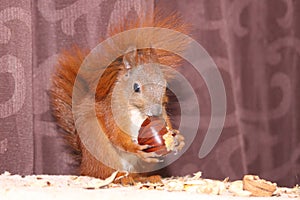 Squirrel on a sofa in summer time