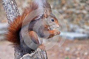 Squirrel in an Spanish park