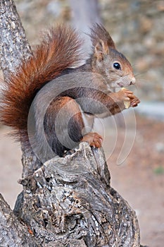 Squirrel in an Spanish park