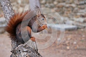 Squirrel in an Spanish park