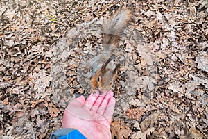 Squirrel in the spring or autumn eating nuts from a man`s hand