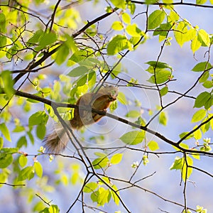 Squirrel in spring