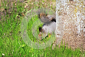 Squirrel spring in the woods