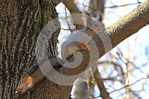 Squirrel spring in the woods