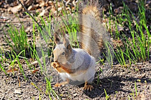 Squirrel spring in the woods
