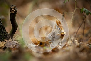 Squirrel. The squirrel was photographed in the Czech Republic.
