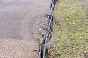 Squirrel in St. James Park in London, UK