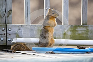 Squirrel Standing on Alert on a Deck