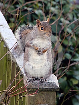 Squirrel standing alert on a frosty wooden fence post photo