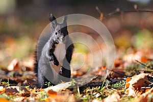 Squirrel standing on colorful leafs