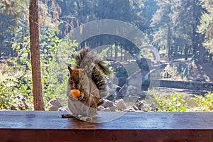 Squirrel standing eating a piece of bread on fence of terrace in country restaurant