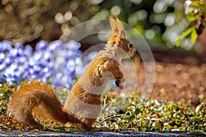 Squirrel standing in a field of blue flowers