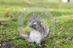 squirrel standing in the grass in central park
