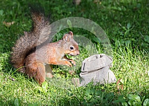 Squirrel standing in green grass and stealing nuts from cloth ba